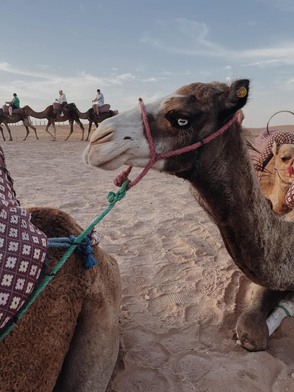 Organisation EVG EVJF Marrakech